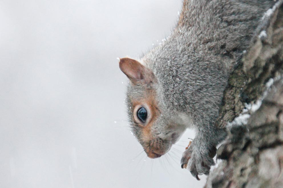 A grey squirrel running down a tree trunk on a winter's day.
