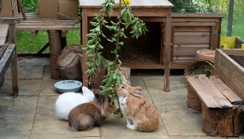three rabbits eating at home