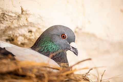 A common pigeon sits on eggs in a nest on the porch of a house.