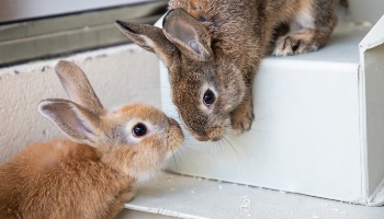 two brown rabbits playing