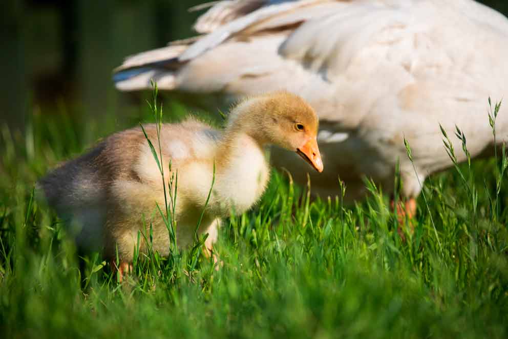 A white geese and gosling standing in grass.