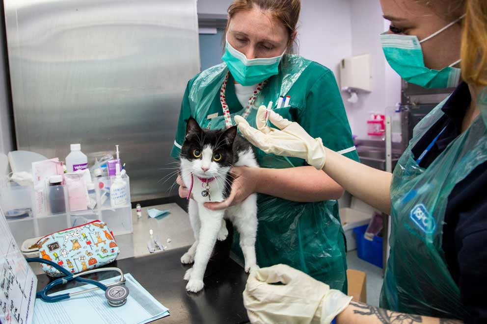 A vet administering a cat flea treatment using a needle.