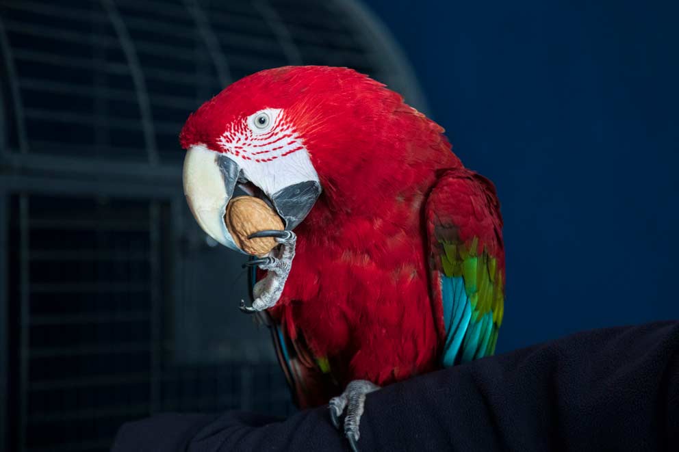 A parrot eating a nut with their beak perched on top of their cage.