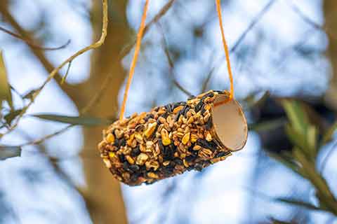 Homemade bird feeder made from a toilet roll and seeds hung on a tree branch.