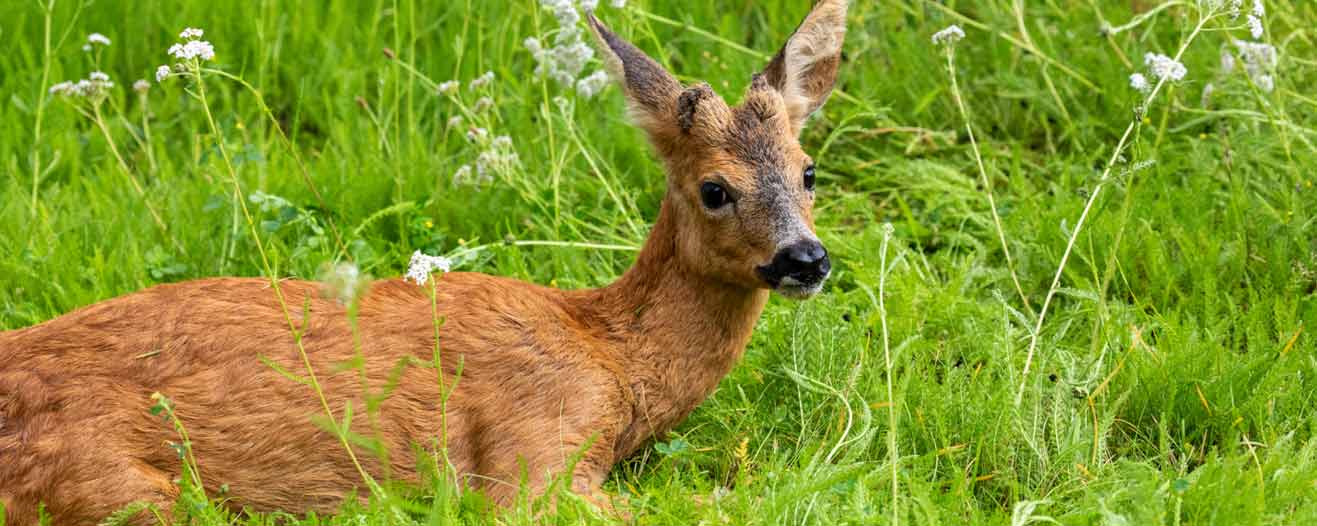 A roe deer lying in the long grass.