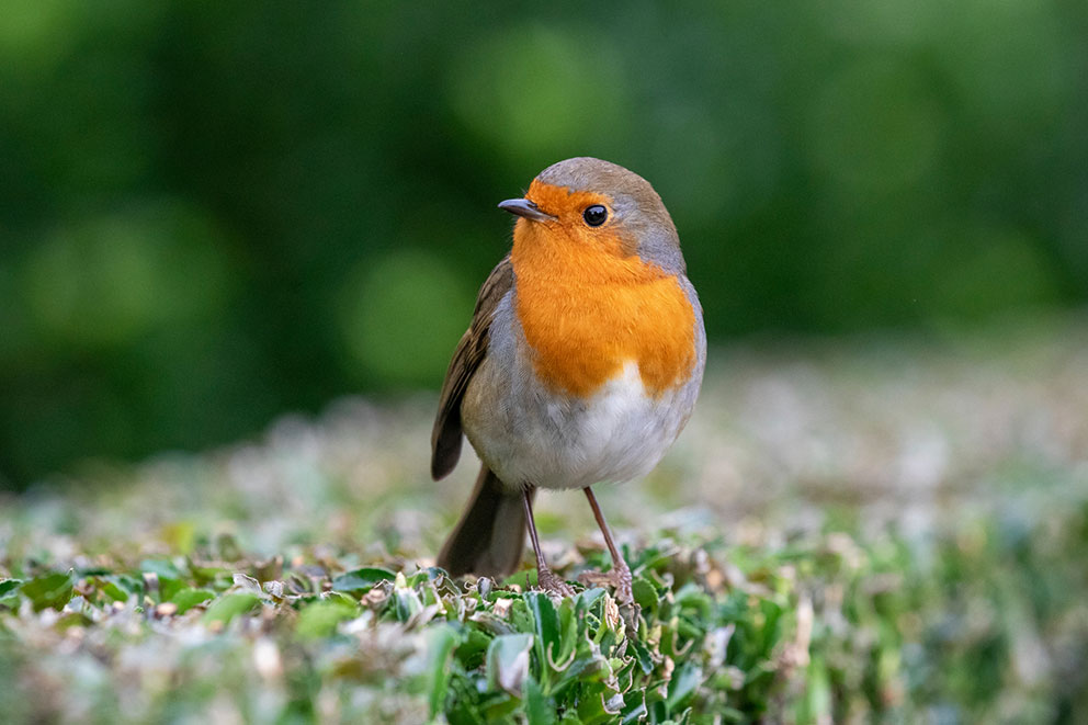 close up view of robin