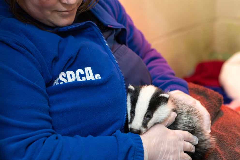 RSPCA worker comforts badger
