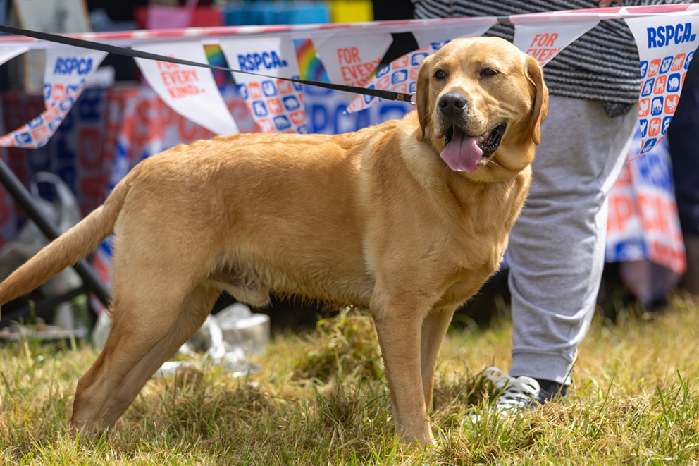 Dog standing in front of RSPCA bunting outside.