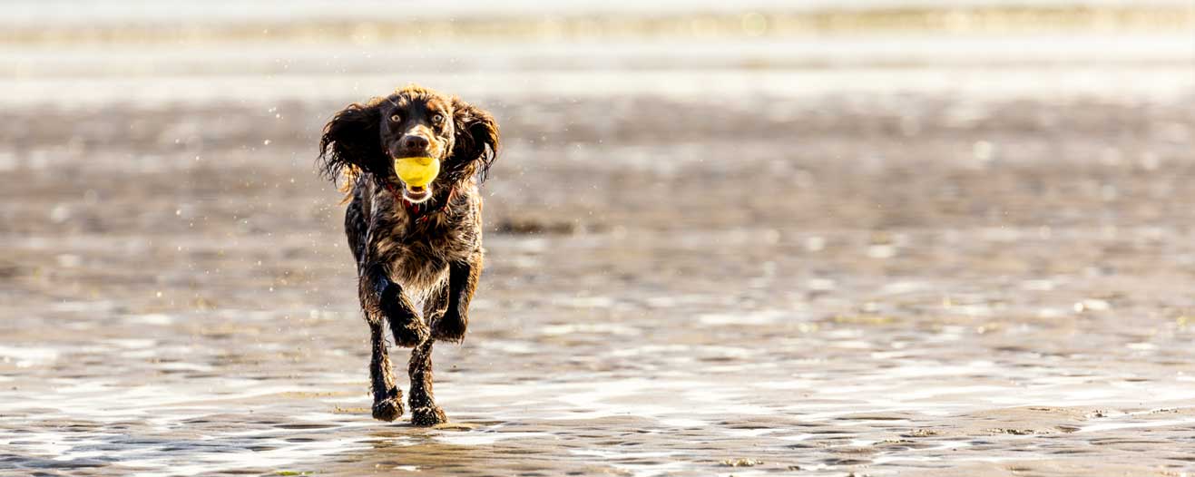 A spaniel dog playing on the beach with a ball.