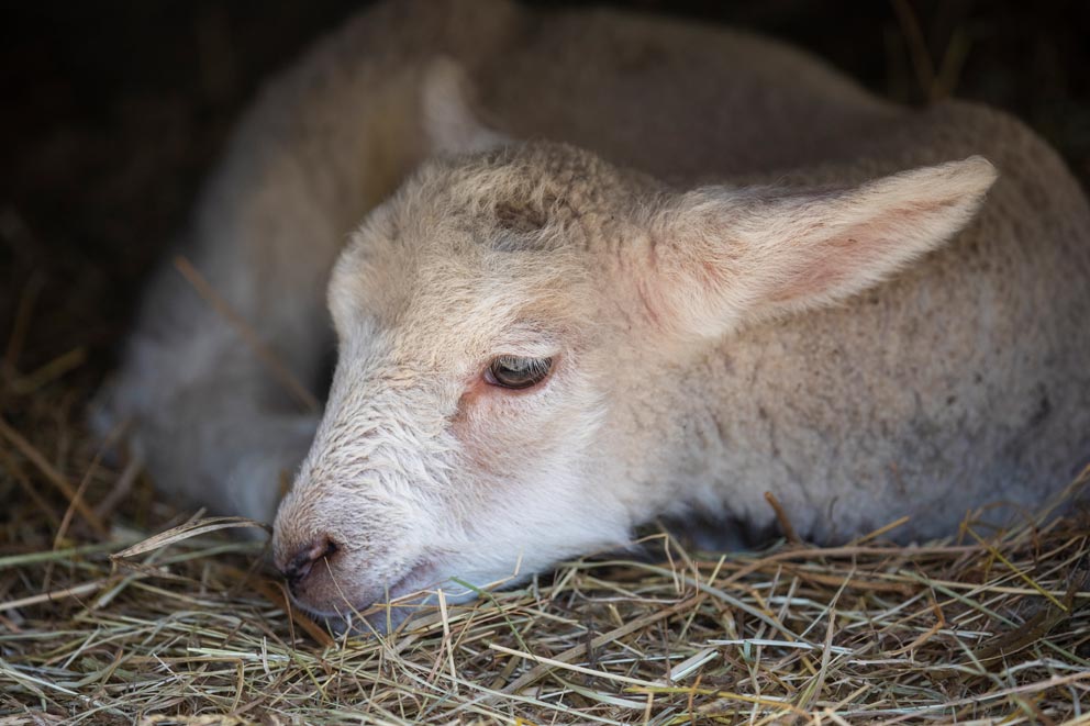 A lamb lying on straw.