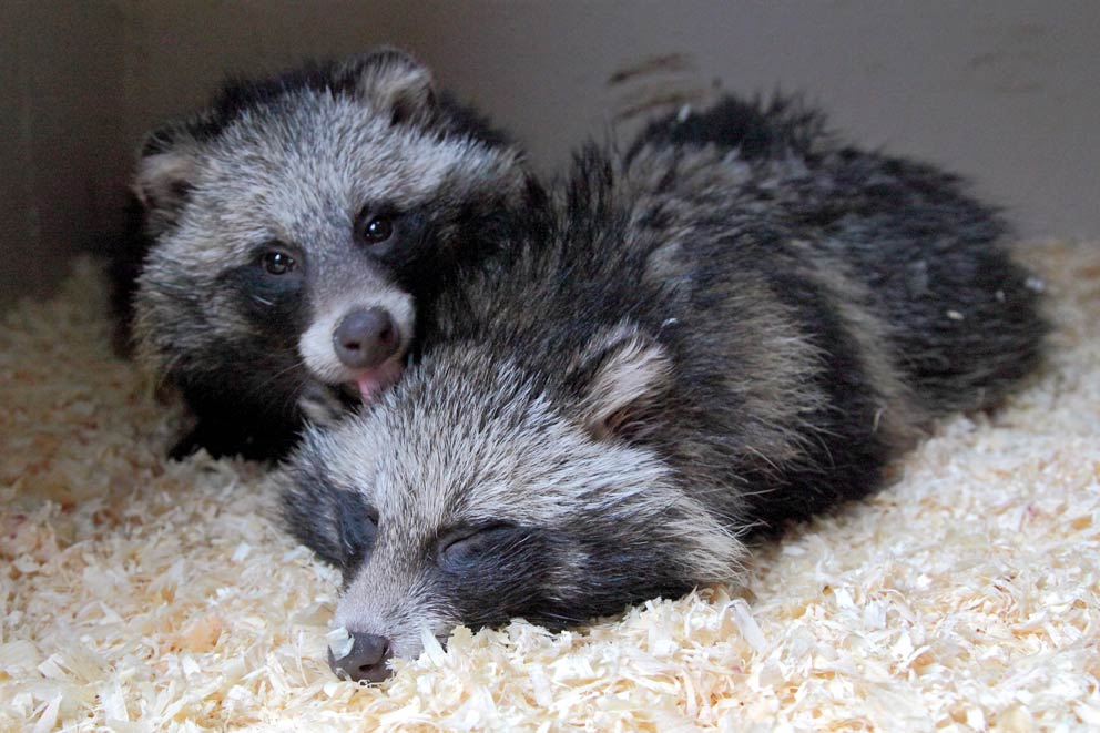 A pair of rescued racoon dogs curled up together on sawdust.