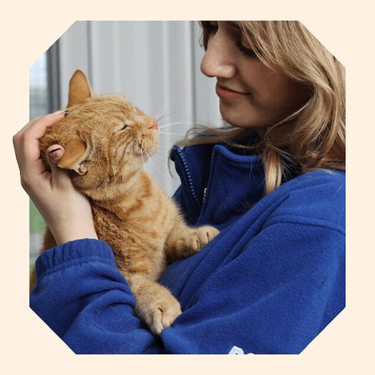 An RSPCA worker wearing a blue fleece cuddling a ginger cat.