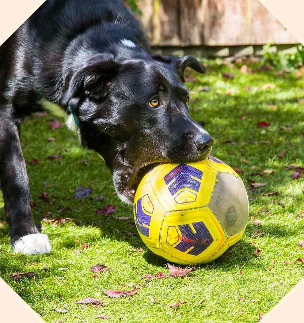 A black dog with a large yellow football in their mouth.