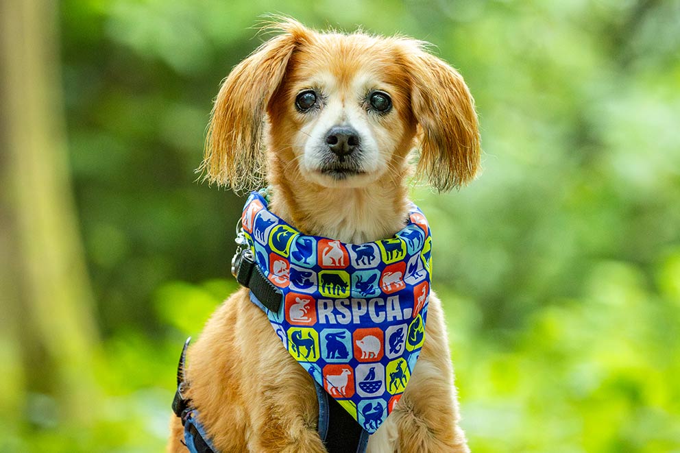 A dog with ginger and white fur and fluffy ears wearing an RSPCA bandana.
