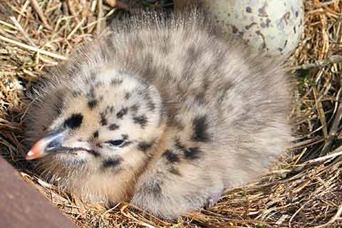A single baby gull sitting next an egg in a nest.