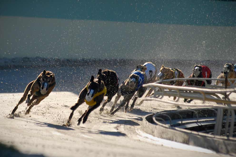 A greyhound race underway with dogs running on the bend.
