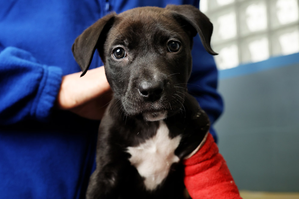 Puppy with bandaged leg.