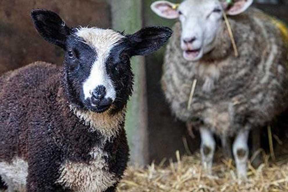 Two sheep standing together on straw.