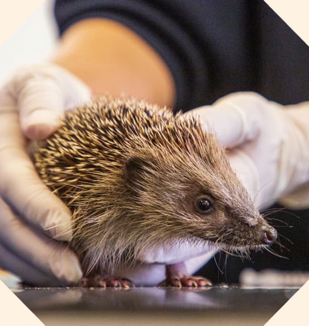 A hedgehog being held by a vet, while wearing gloves.