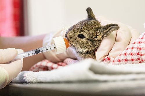 A baby rabbit being fed through a syringe by a vet.