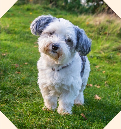 Neglected Ralph is now happy and health with his new family.