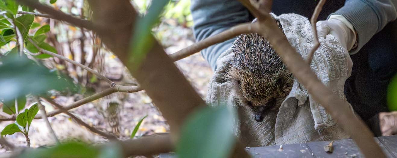 Two hands holding a hedgehog in a cloth.