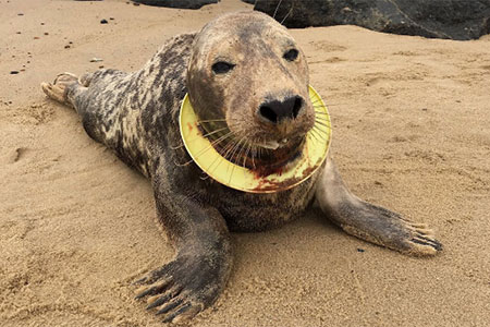 A seal on the beach with plastic trash caught around its neck, looking directly at the camera.