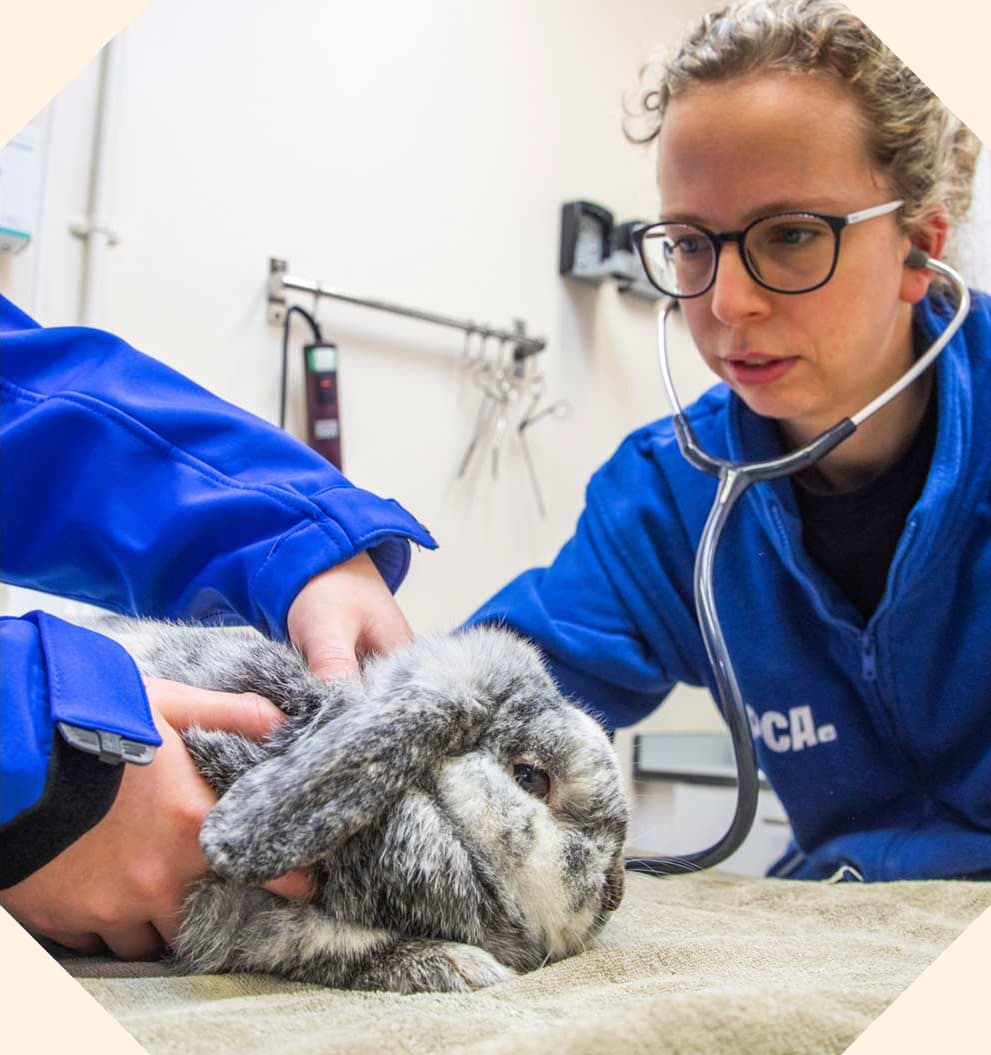 A large bunny is examined by RSPCA vet, she is using a stethoscope while another pair of hands holds the rabbit