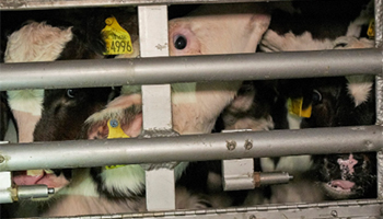 Close up of cows in transport vehicle