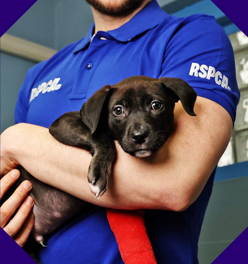 Puppy with a cast on its front left leg being held by animal centre staff