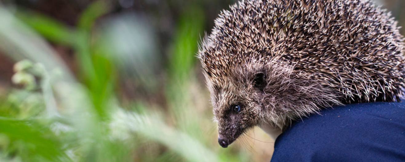 Hedgehog balanced on a human knee in the garden.