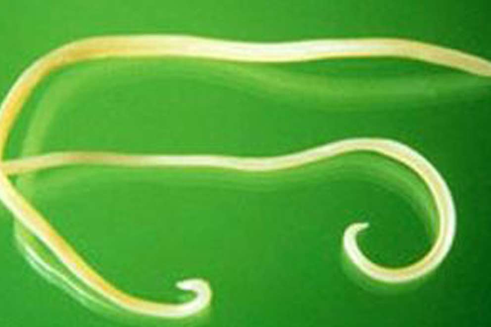 Close up of a worm that might harm your pet.